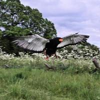 uma visão de uma águia bateleur foto