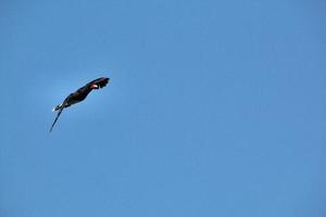 uma visão de um falcão preto foto