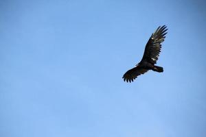 uma visão de um abutre de peru no céu foto