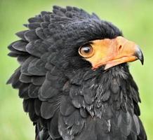 uma visão de uma águia bateleur foto