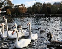 uma visão de um cisne mudo foto