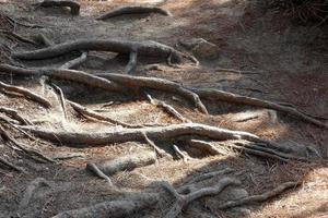 raízes de pinheiro saindo do solo em busca de água e nutrientes foto