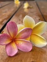 linda flor de frangipani foto