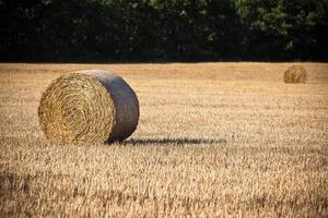 fardos de palha em um campo de cereais colhidos foto