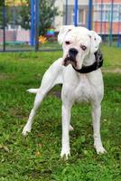 cão boxer branco com olhos de cores diferentes em um parque. foto