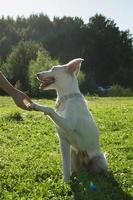 lindo cachorro branco está segurando por mão seu dono. foto