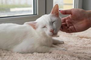 mão de mulher acariciando jovem gato branco suave. gato branco em um cobertor rosa perto da janela. foto