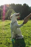 cão branco amigável está segurando por mão seu dono. foto