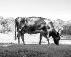 fotografia sobre o tema bela vaca leiteira grande foto