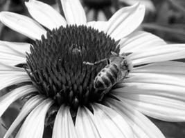 abelha alada voa lentamente para a planta, colete o néctar para o mel foto