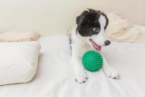 retrato engraçado de cachorrinho fofo border collie deitado no cobertor de travesseiro na cama e brincando com bola de brinquedo verde foto