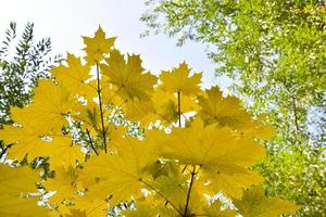 folhas de plátano bonitas e grandes amarelo-esverdeadas em um fundo de céu branco. belo fundo de folhas e céu durante o dia. foto