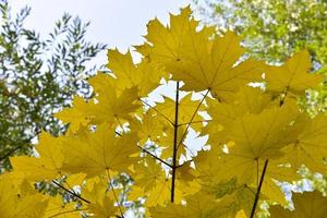 folhas de plátano bonitas e grandes amarelo-esverdeadas em um fundo de céu branco. belo fundo de folhas e céu durante o dia. foto