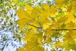 folhas de plátano bonitas e grandes amarelo-esverdeadas em um fundo de céu branco. belo fundo de folhas e céu durante o dia. foto