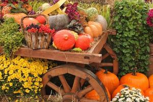 abóboras e cabaças orgânicas coloridas na feira agrícola. colhendo o conceito de tempo de outono. jardim queda planta natural. decoração de dia das bruxas de ação de graças. fundo rural fazenda festiva. comida vegetariana. foto