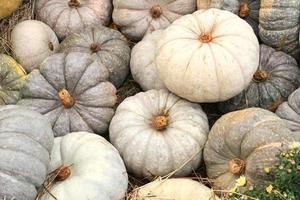 abóboras e cabaças orgânicas coloridas na feira agrícola. colhendo o conceito de tempo de outono. jardim queda planta natural. decoração de dia das bruxas de ação de graças. fundo rural fazenda festiva. comida vegetariana. foto