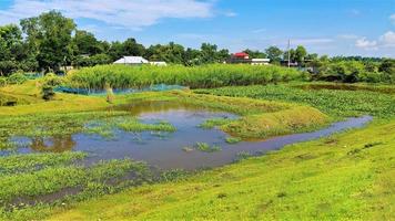 pequeno lago com plantas e céu azul com nuvem foto