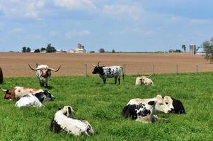 fazenda de gado e gado em um campo na Pensilvânia foto