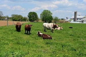 bela fazenda da pensilvânia com vacas em um campo foto