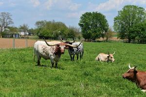 gado longhorn em uma fazenda em Lancaster County Pensilvânia foto