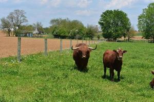 precioso par de vacas marrons em um piquete de fazenda foto