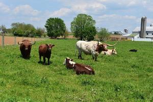 vacas manchadas em uma fazenda amish na pensilvânia foto