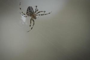 cruzar aranha em uma teia de aranha, à espreita de presas. fundo desfocado foto