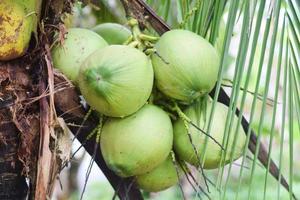 fruta de coco na árvore. conceito de agricultura de coco foto