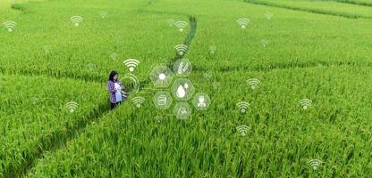 agricultura inteligente com internet das coisas, conceito de iot. agricultura e tecnologia moderna são usadas para manejar as colheitas. análise de insights como clima, condições do solo e ambientais. campo de arroz de colheita foto