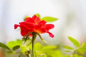 linda flor de rosas vermelhas no jardim foto