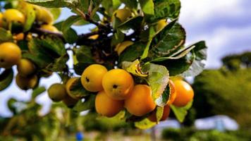 frutas de outono em uma árvore foto