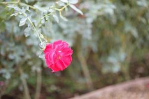 linda flor de rosas vermelhas no jardim foto