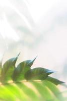 folhas verdes em um fundo brilhante. papel de parede botânico turva. foto
