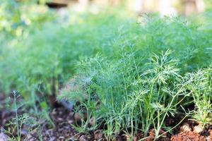 planta de endro anethum graveolens no jardim foto