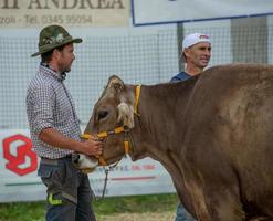bergamo itália 2022 feira de gado, a maior feira de gado nos vales de bergamo foto