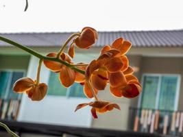 flor de orquídea florescendo no jardim foto
