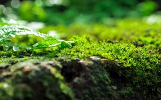 frescor verde musgo e samambaias com gotas de água crescendo na floresta tropical foto