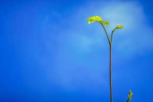 folhas de botões de plantas jovens semeando e céu azul claro foto