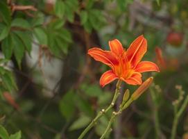 closeup da bela, vibrante, flor de lírio de tigre laranja no verão foto