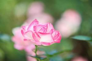 lindas flores de rosas cor de rosa no jardim foto