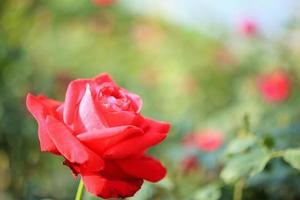 linda flor de rosas vermelhas no jardim foto