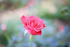 linda flor de rosas vermelhas no jardim foto