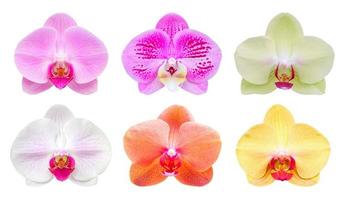 conjunto coleção de linda flor de orquídea phalaenopsis isolada no fundo branco foto