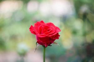 linda flor de rosas vermelhas no jardim foto