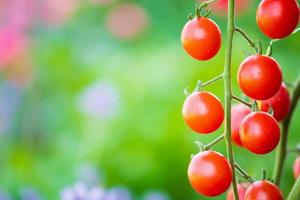 tomates maduros vermelhos frescos pendurados na planta de videira crescendo no jardim orgânico foto