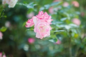 lindas flores de rosas cor de rosa no jardim foto