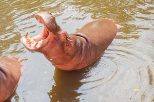 hipopótamo comum hipopótamo anfíbio close-up foto