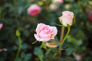 linda flor de rosas cor de rosa coloridas no jardim foto