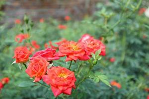 lindas rosas vermelhas no jardim de flores foto