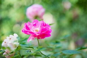 lindas flores de rosas cor de rosa no jardim foto